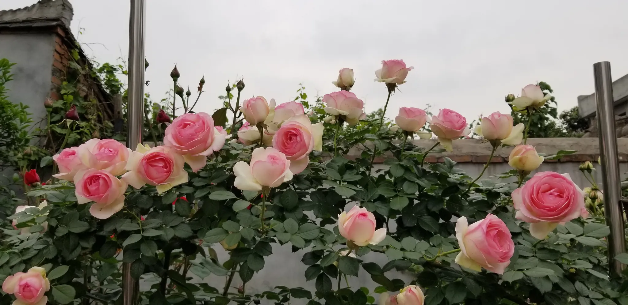 月季品种 之 龙沙宝石